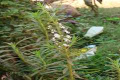 Angelonia salicariifolia